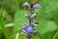 Ajuga reptans